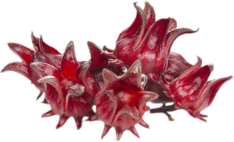 Sorrel (Hibiscus Sabdariffa)