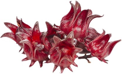 Sorrel (Hibiscus Sabdariffa)